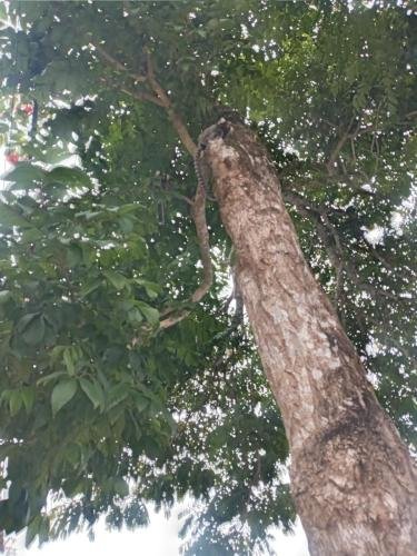 The monkeys high up in the tree