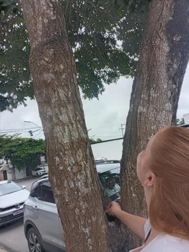 Alyssa calls the monkeys down out of the top of the tree