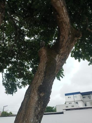 The monkeys up high in the tree eating the banana Alyssa gave them