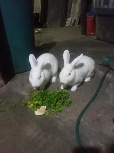 A couple of white bunnies on Alyssa's mission