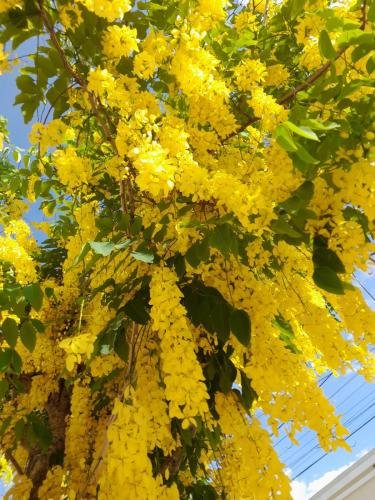 A yellow, flowering tree in Arcoverde