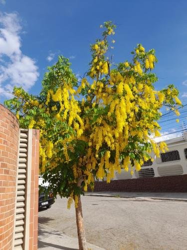 A yellow, flowering tree in Arcoverde