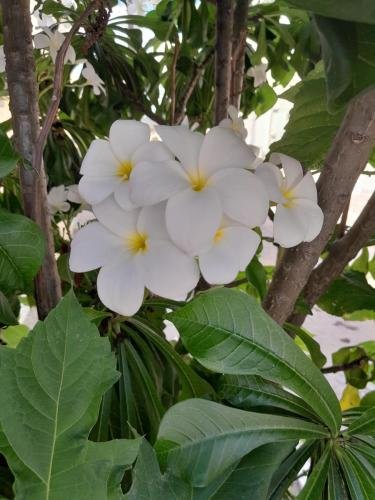 A white flower in a tree