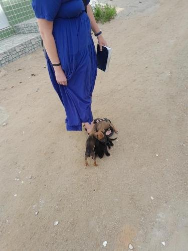 A pack of hungry puppies attack Alyssa's feet on the streets of Arcoverde