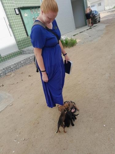 A pack of hungry puppies attack Alyssa's feet on the streets of Arcoverde