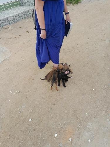 A pack of hungry puppies attack Alyssa's feet on the streets of Arcoverde