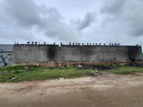 Birds on a wall in Candelaria
