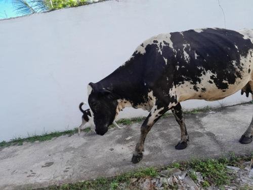A dog and cow on the sidewalk in Candelaria