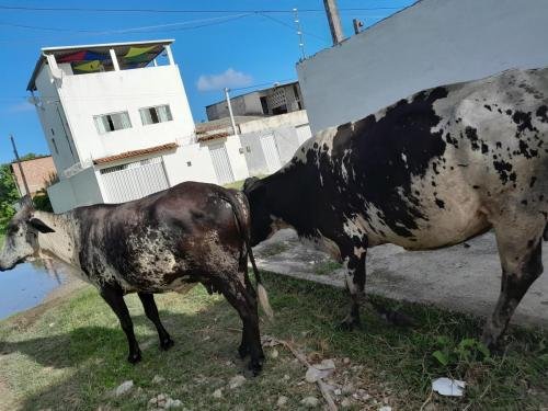 Two cows near a sidewalk in Candelaria