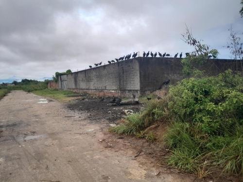 The wall birds eat a dead cow in Candelaria