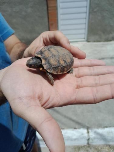 Alyssa holds a little turtle in her hand