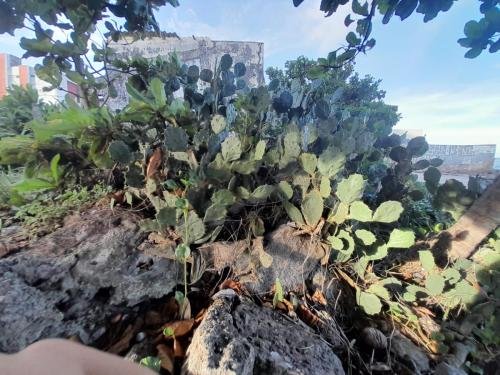 A cactus in Candelaria