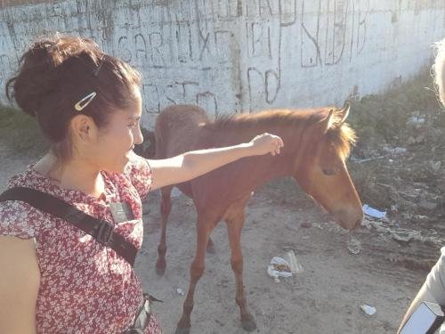 Alyssa and Sister Zurita with a street horse