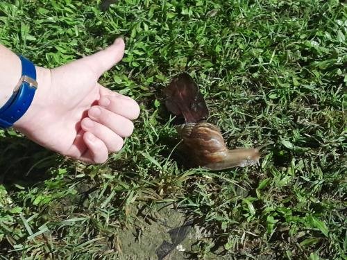 Alyssa with a large snail