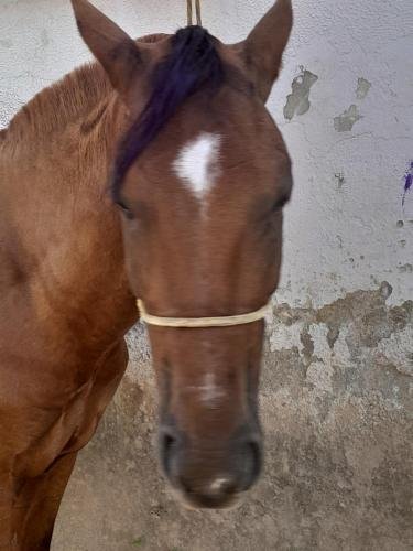 A horse with a purple dyed mane