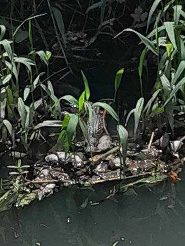 A caiman in a pond