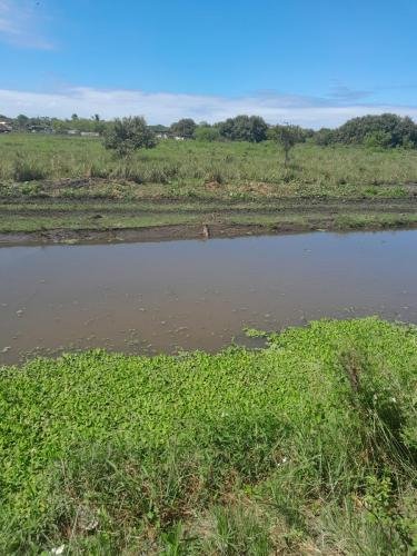 A caiman in the water