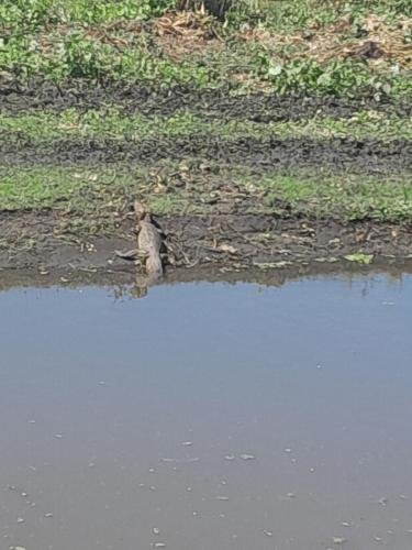 A close-up of a caiman in a pond