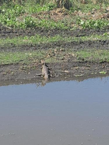 A close-up of a caiman in a pond