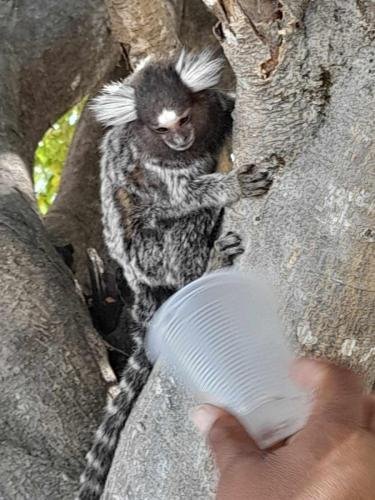 A monkey in a tree in Arcoverde